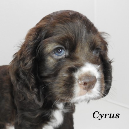 puppy, for, sale, Cocker Spaniel, Joe & Cherri  Overlease, dog, breeder, Miller, MO, dog-breeder, puppy-for-sale, forsale, nearby, find, puppyfind, locator, puppylocator, aca